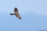 Levant Sparrowhawk