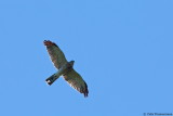 Levant Sparrowhawk