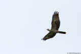 Juv. Honey Buzzard