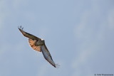 Steppe Buzzard