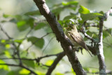 Green Warbler