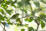 Green Warbler