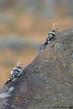 Hoopoe