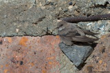Crag Martin
