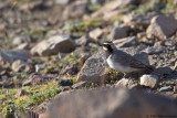 Caucasian Horned Lark