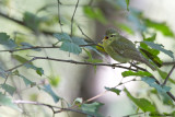 Green Warbler