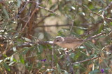 Ménétries Warbler