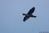 Cormorant