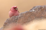 Sinai Rosefinch