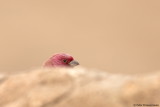 Sinai Rosefinch