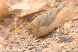 Sinai Rosefinch