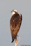 Western Osprey