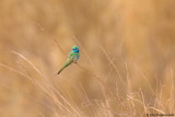 Green Bee-Eater