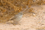 Asian Desert Warbler