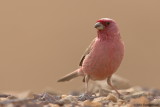 Sinai Rosefinch
