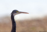 Western Reef Egret