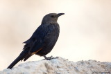 Tristrams Grackle