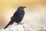 Tristrams Grackle