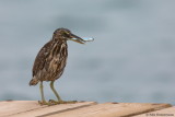 Striated Heron