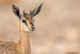Dorcas Gazelle