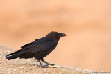 Brown-necked Raven