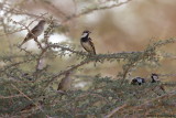 Spanish Sparrow