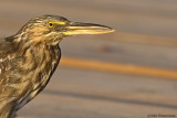 Striated Heron