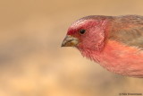 Sinai Rosefinch