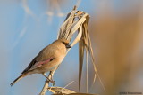 Desert Finch