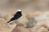 Hooded Wheatear