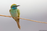 Green Bee-Eater