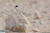 Eastern Mourning Wheatear