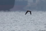 Brown Booby