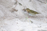 Olive-backed Pipit
