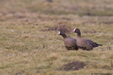 Lesser white-fronted Goose