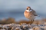 Greater Sand Plover