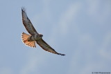 Steppe Buzzard