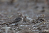 Black-winged Pratincole