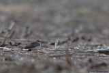 Black-winged Pratincole