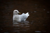 Iceland Gull