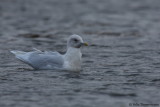 Iceland Gull