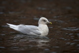 Iceland Gull