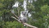 koala too