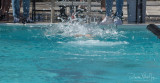 2018203-Sahuarita Swim Meet-0885.jpg