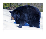 Black Bear