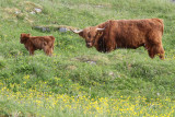 Scottish highland cow and calf near church