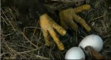 Mar 27 Mr. Ps talons and the eggs