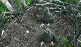 Ap 23 - eaglets in line