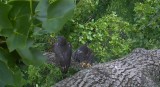 Jul 3 - Both eaglets near nest together