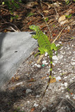 We saw a large, colorful lizard in a parking lot at the jetty.